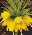 Titelblte