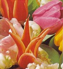 Titelblte