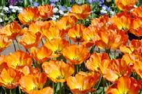 Bild 29.04.2003: keuhof08-t.jpg 205×136 10KB, Orig-020_18 CD-727313 06-Mai-03