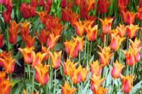 Bild 29.04.2003: keuhof10-t.jpg 205×136 10KB, Orig-022_20 CD-727313 06-Mai-03